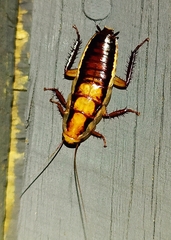 Drymaplaneta heydeniana