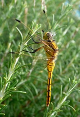 Orthetrum cancellatum