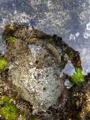 Gonodactylus chiragra