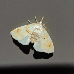 Trichophysetis cretacea