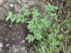 Vangueria macrocalyx