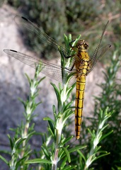 Orthetrum cancellatum