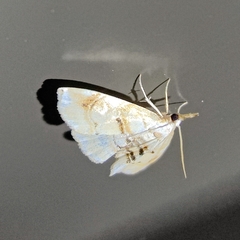 Trichophysetis cretacea