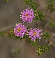 Melaleuca squamea