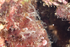 Cornularia cornucopiae