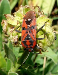 Spilostethus pandurus