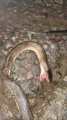 Coelognathus flavolineatus