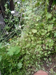 Geranium rotundifolium