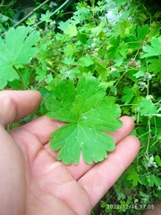 Geranium rotundifolium