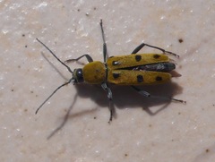 Chlorophorus glabromaculatus