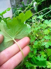 Geranium rotundifolium