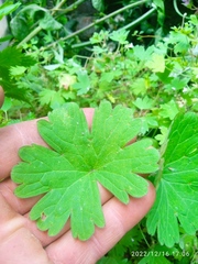 Geranium rotundifolium
