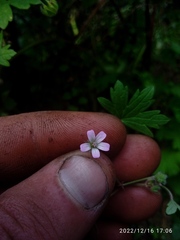 Geranium rotundifolium