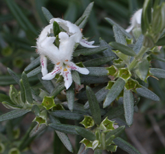 Westringia fruticosa