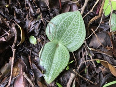 Holothrix orthoceras