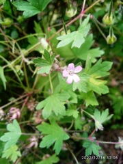 Geranium rotundifolium