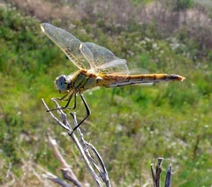 Sympetrum fonscolombii