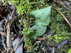 Holothrix orthoceras