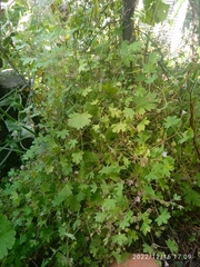 Geranium rotundifolium