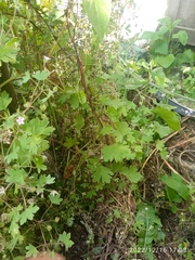 Geranium rotundifolium