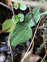 Holothrix orthoceras