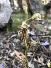 Pterostylis aciculiformis