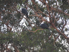 Columba leucomela