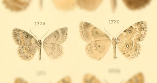 Ecodonia ephyrinaria