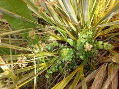 Anisotome aromatica