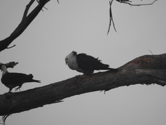 Columba leucomela