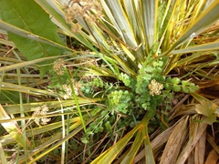 Anisotome aromatica