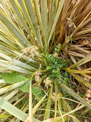 Anisotome aromatica