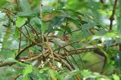 Phylloscopus grammiceps
