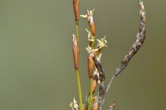 Restio triflora
