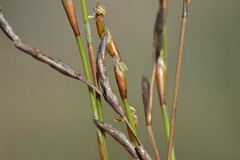 Restio triflora