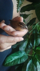 Thryothorus ludovicianus