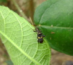 Eleale pulchra