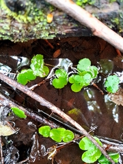 Hydrocotyle pterocarpa