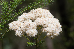Ozothamnus diosmifolius