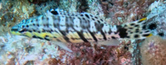 Serranus tigrinus