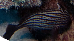 Pareques acuminatus