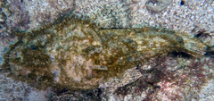 Scorpaena plumieri