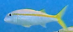 Mulloidichthys martinicus