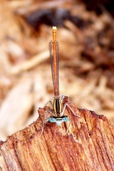 Platycnemis acutipennis