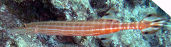 Aulostomus maculatus