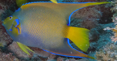 Holacanthus ciliaris