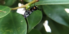 Amata sperbius