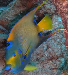 Holacanthus ciliaris