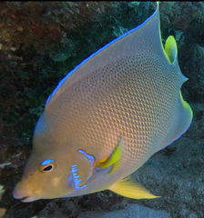 Holacanthus ciliaris