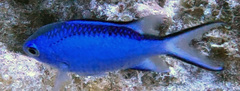 Azurina cyanea
